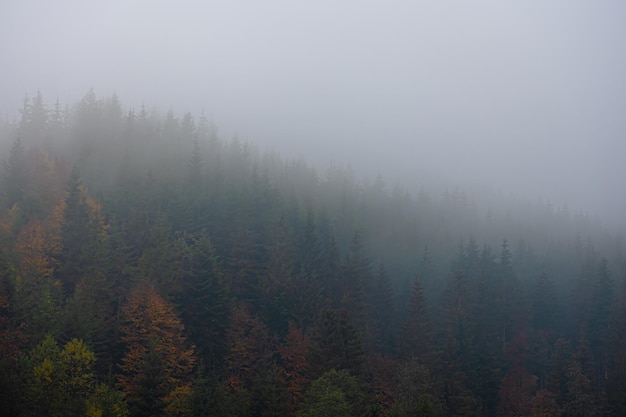 红色基因代代传手抄报内容怎么写